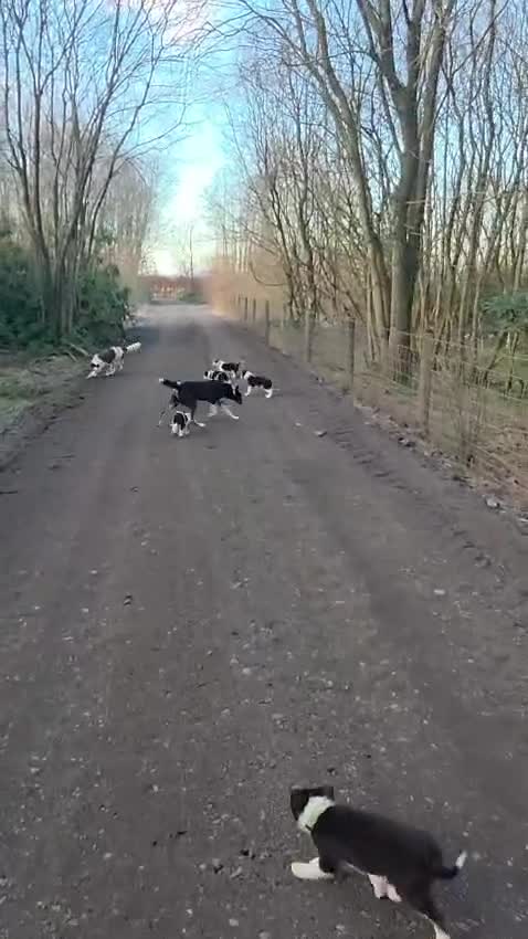 Border Collie dogs for sale: Border Collie puppiesb - Video 1