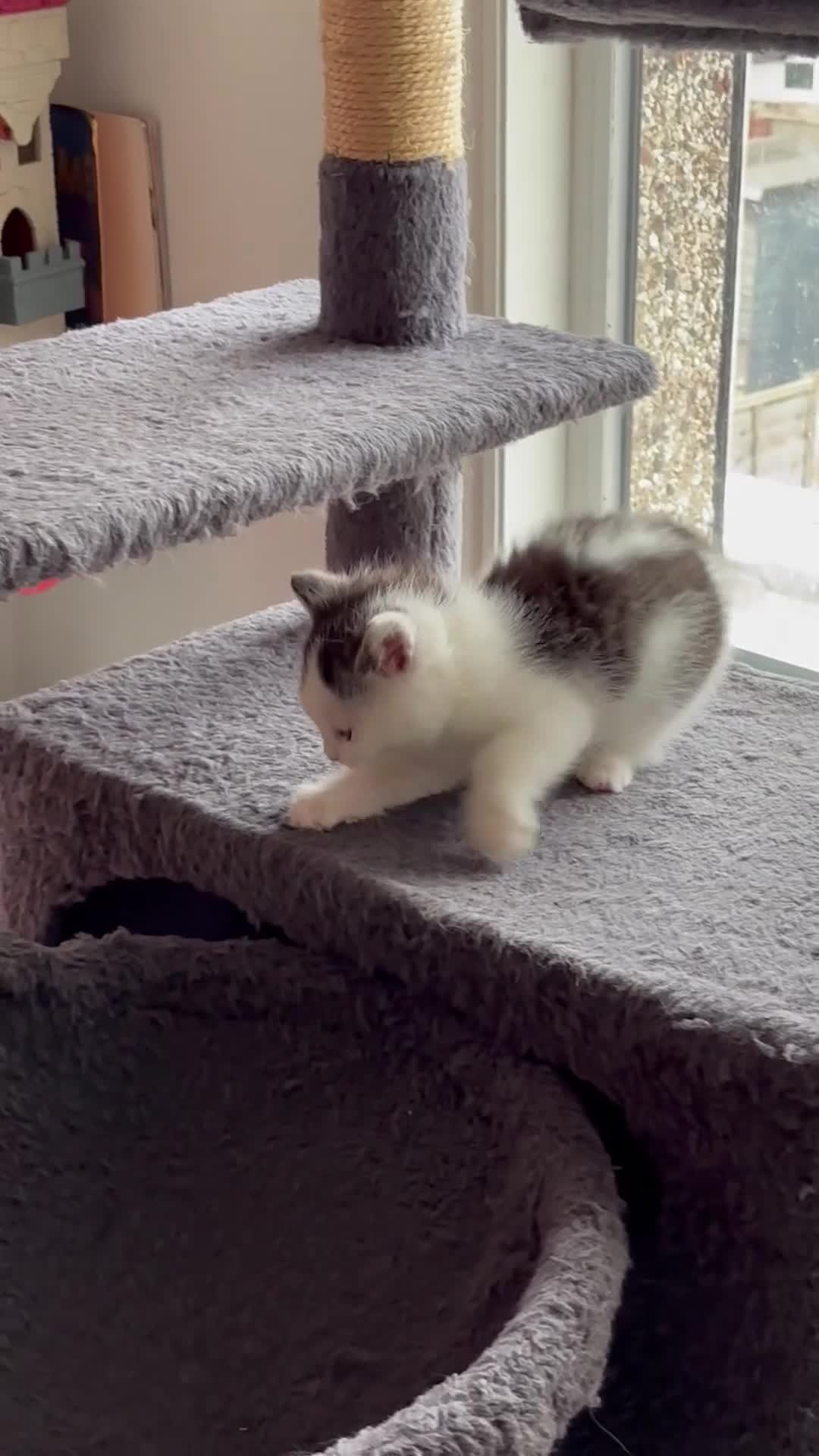 Mixed Breed cats for sale: Kitten stunning very affectionate mainecoon x 🐈 - Video 2