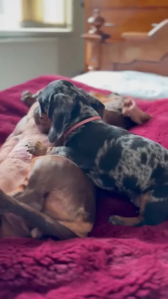 Miniature Dachshund dogs for sale: Minature Dachshund Pups - Video 1