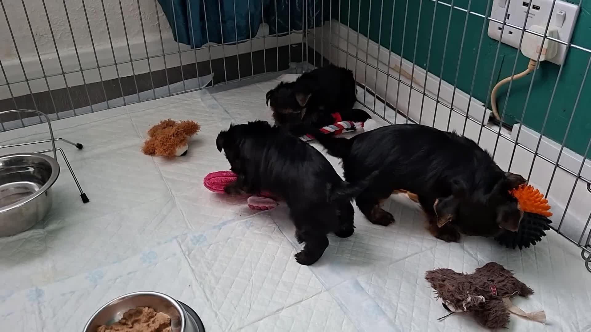 Yorkshire Terrier dogs for sale: Little Yorkshire Terrier Puppies! 2 Boys & 1 Girl. - Video 1