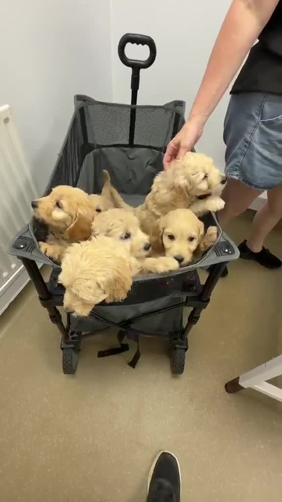 Mini Goldendoodle dogs for sale: F1, health tested, 5* breeder & POLICE K9 trainer - Video 2