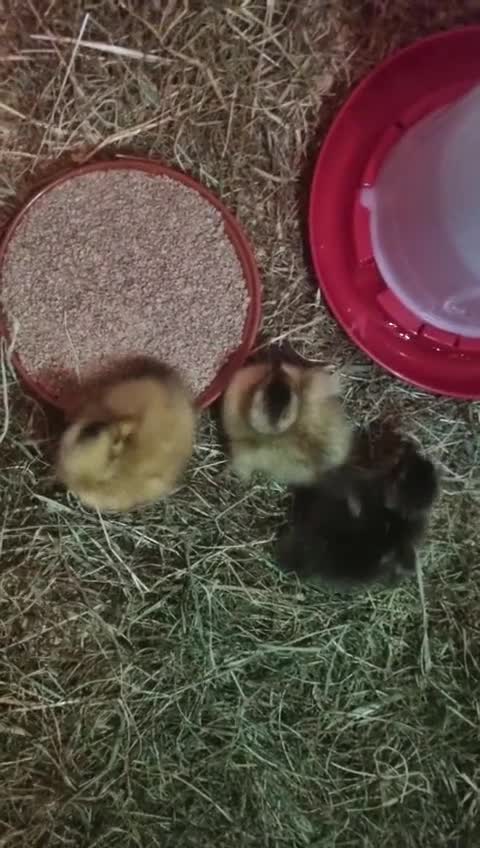 Ducks poultry for sale: Call ducklings hatching  - Video 1