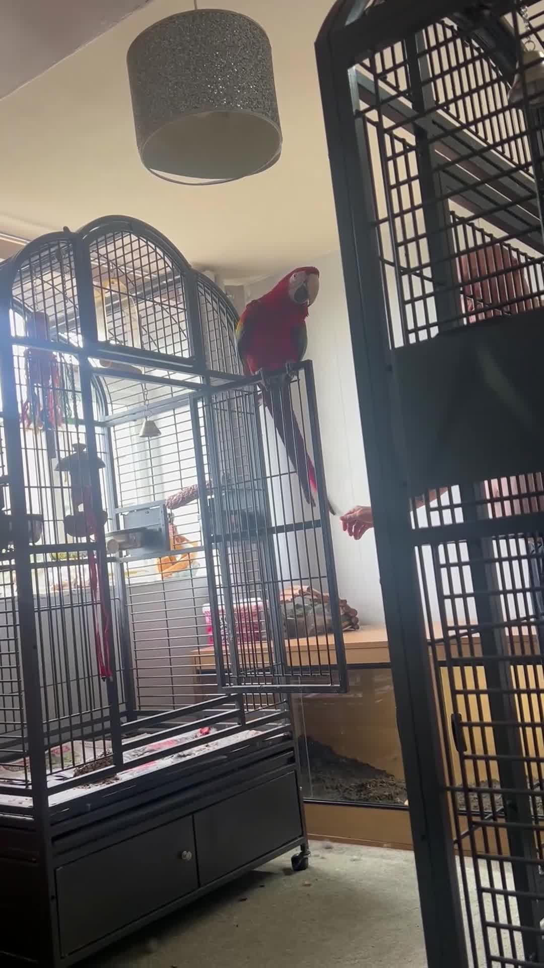 Macaws birds for sale: Macaw Greenwing  - Video 3
