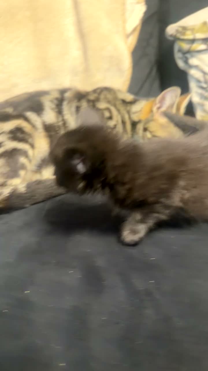 Mixed Breed cats for sale: Six kittens in Leeds - Video 3