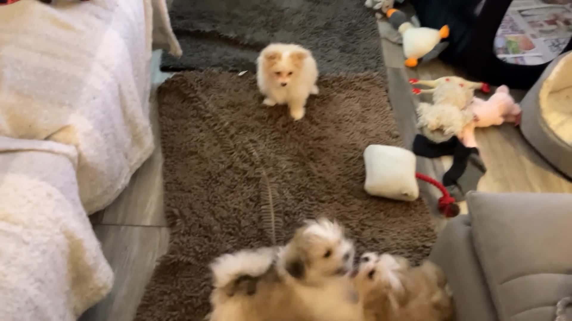 Mixed Breed dogs for sale: Malti-Pom Puppies - £1200 - 3 Left - Video 1