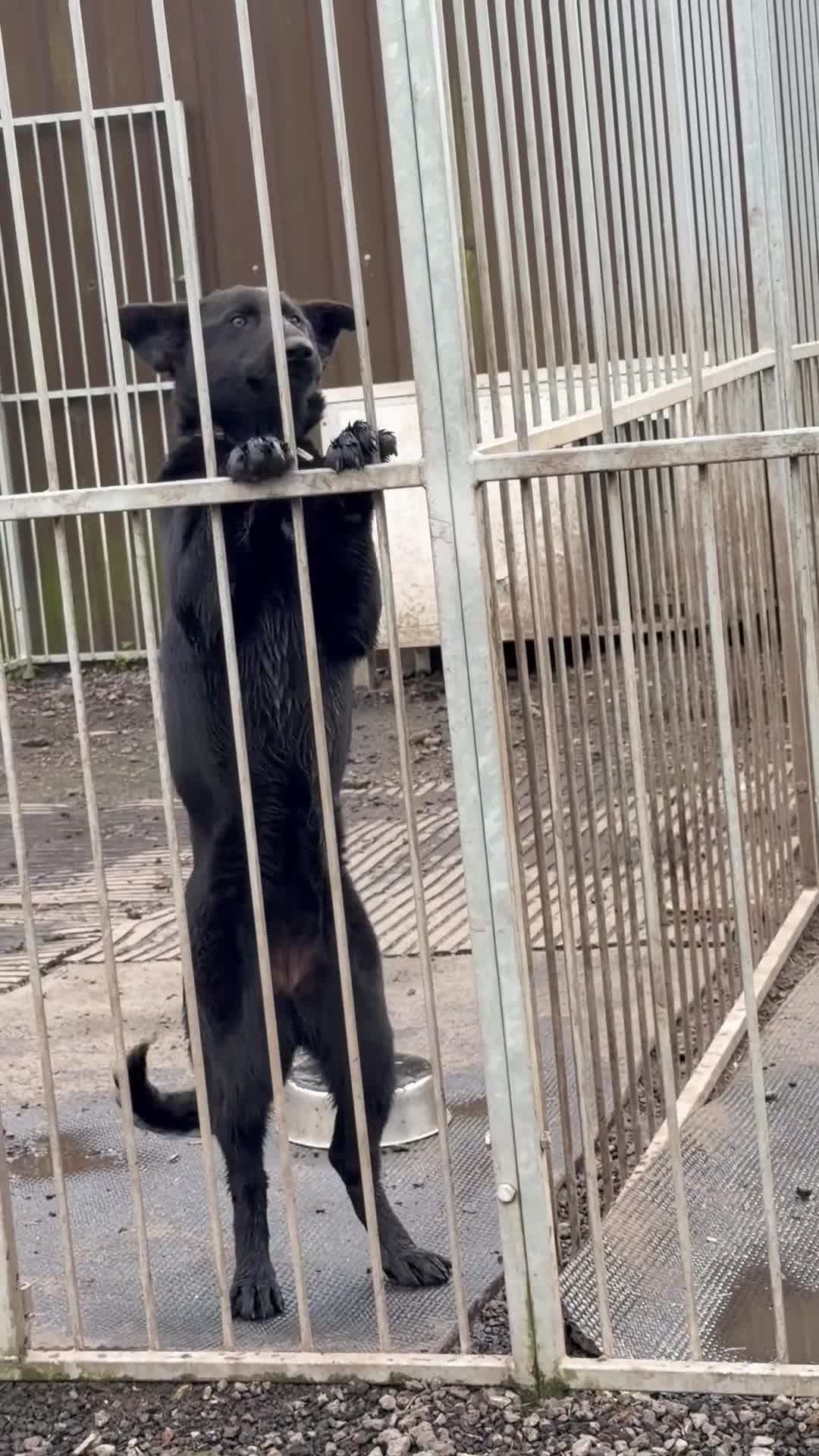 German Shepherd dogs for sale: Beautiful Black DDR LINE KC Reg German Shepherd in Ashton-under-Lyne - Video 1