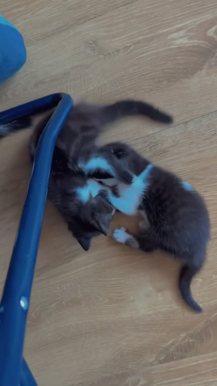Mixed Breed cats for sale: 🐱 Adorable Black &White Domestic Shorthair Kitten in Swindon - Video 4
