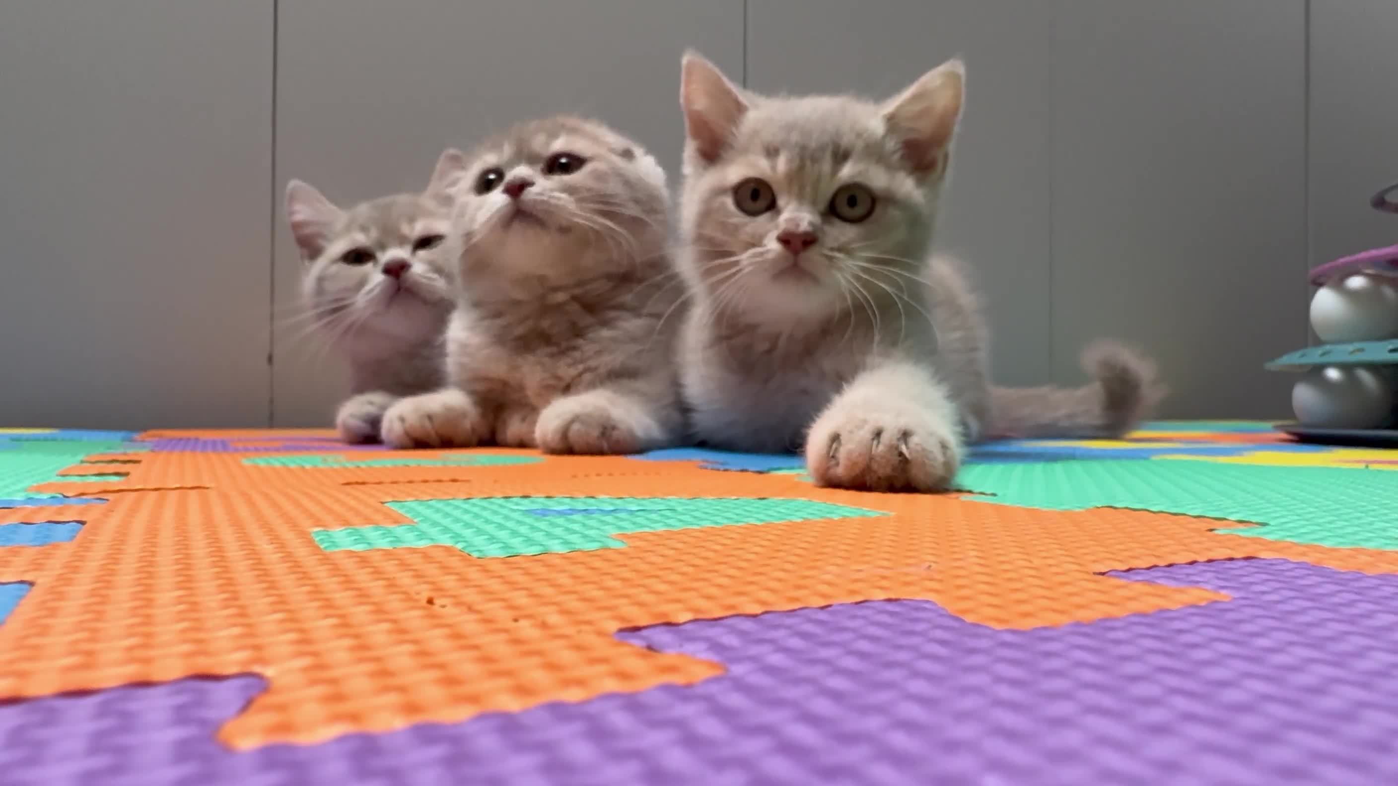 Scottish Fold cats for sale: Full pedigree Scottish Fold  in Croydon - Video 3
