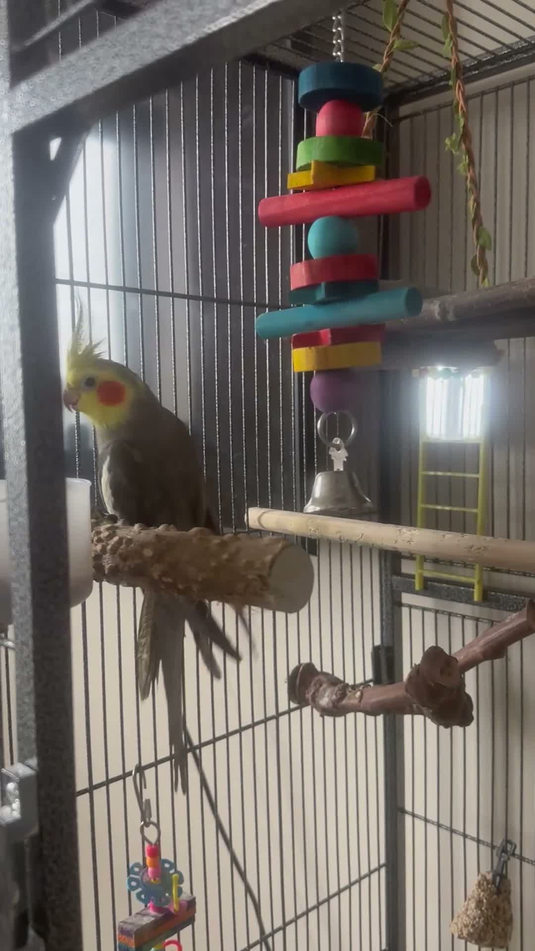 Cockatiels birds for sale: Male cockatiel looking for a new home in Weston-super-Mare - Video 2