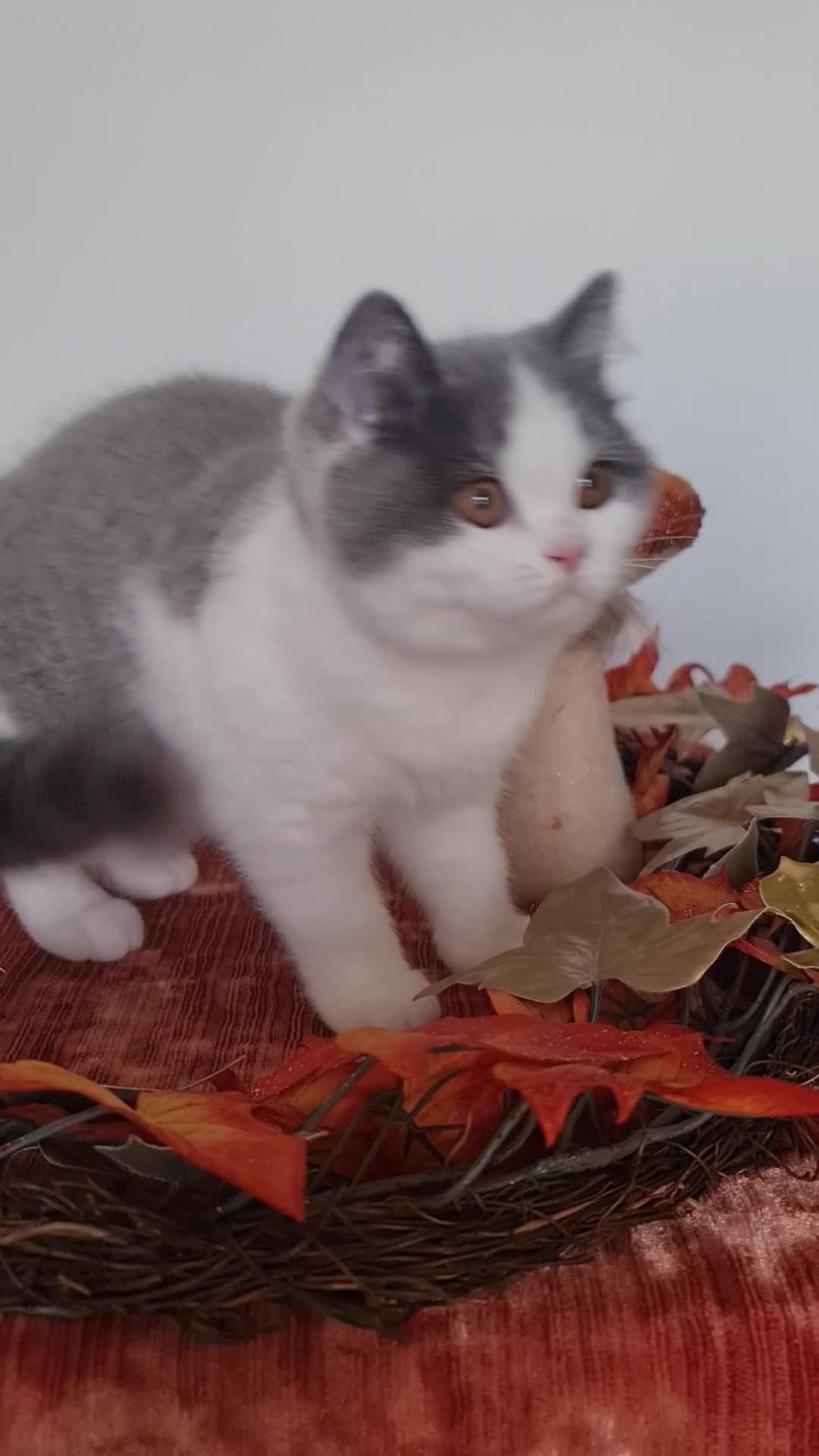 British Shorthair cats for sale: CHAMPION SIRED GCCF REG BLUE BI BSH MALE KITTEN - Video 1