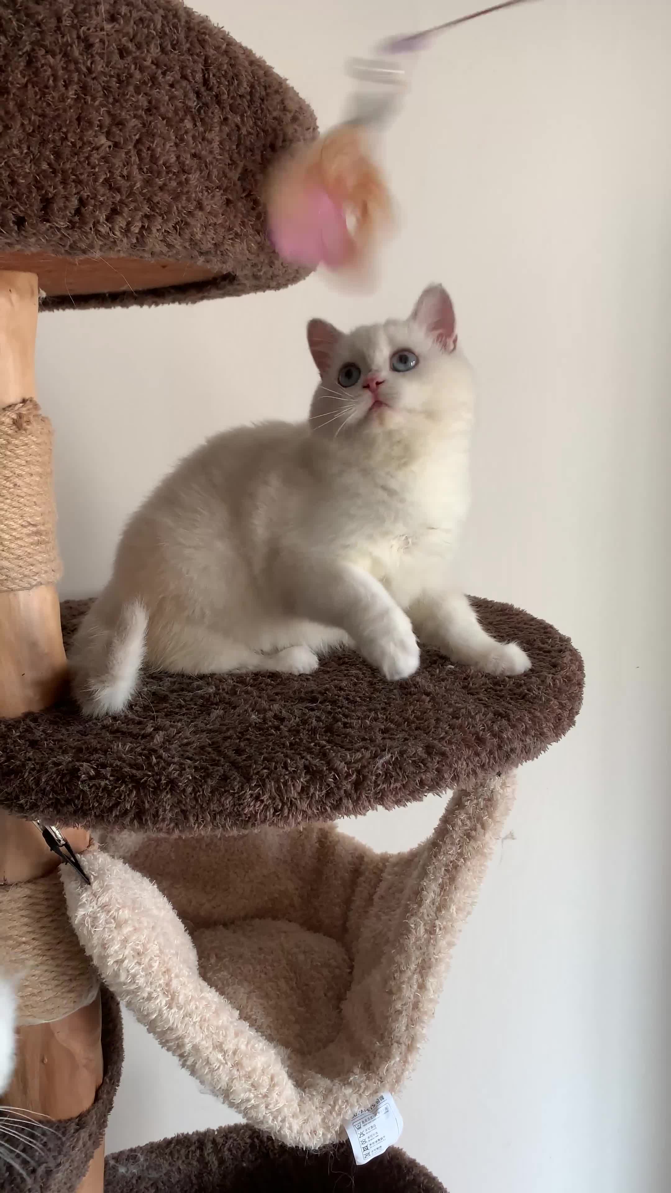 British Longhair cats for sale: Three-month-old British Longhair cat - Video 5