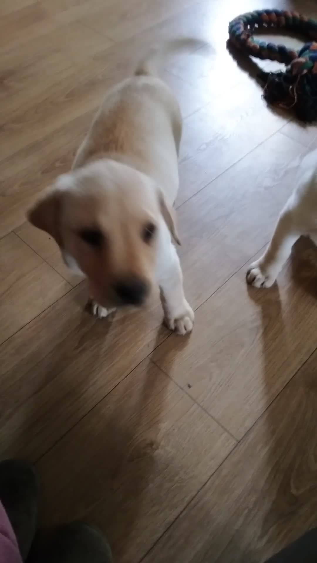Labrador Retriever dogs for sale: Two beautiful labrador puppies  - Video 3
