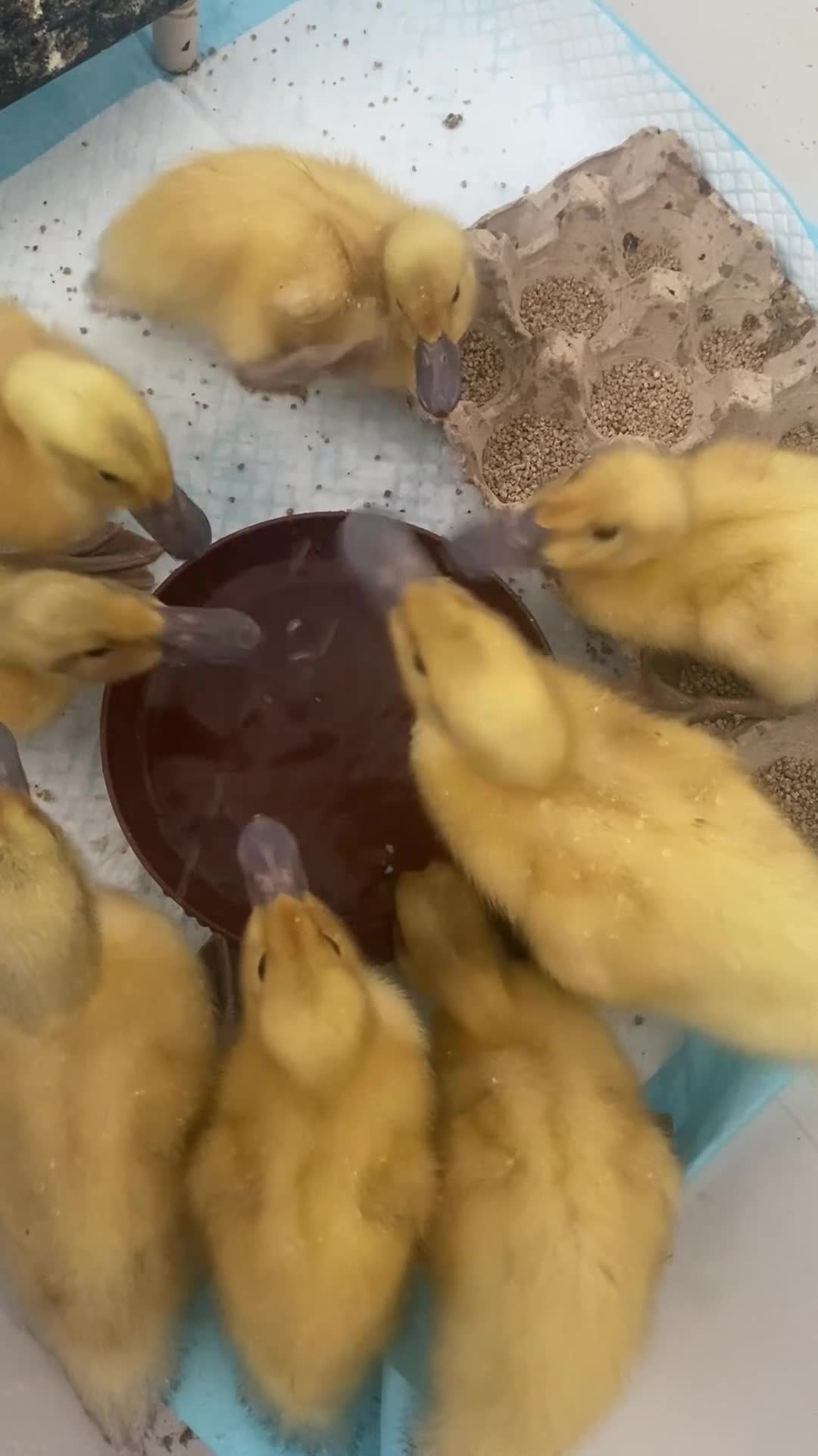 Ducks poultry for sale: 2 Welsh Harlequin Ducklings - Ready Now - Video 2