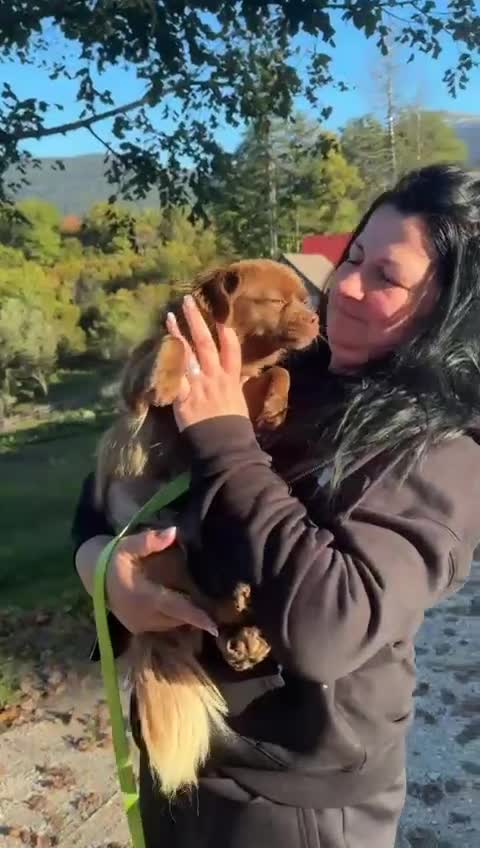 Mixed Breed dogs for adoption: CHOCOLATE - Video 1