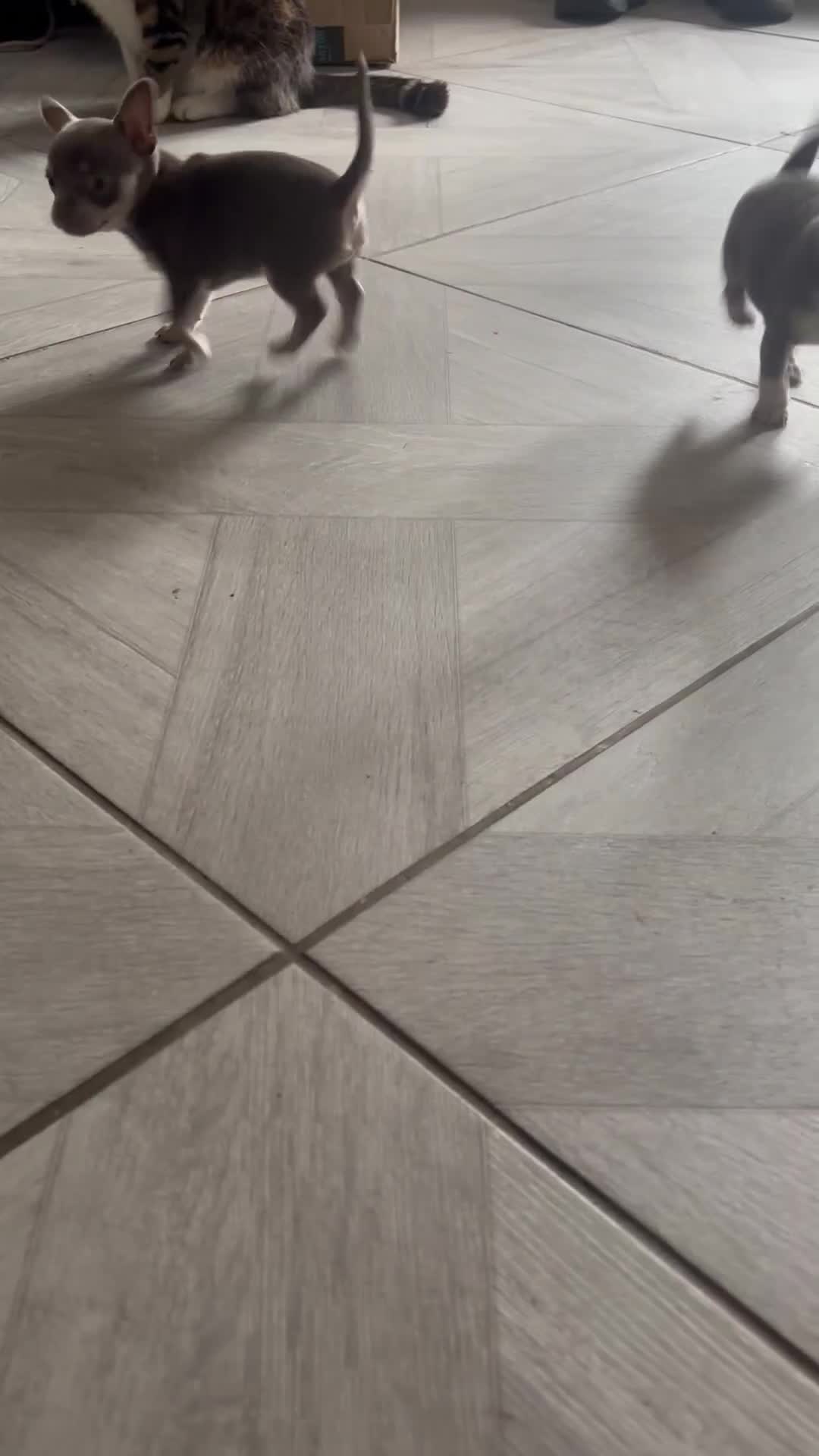 Chihuahua dogs for sale: Ready now ***Lilac girls - Video 1