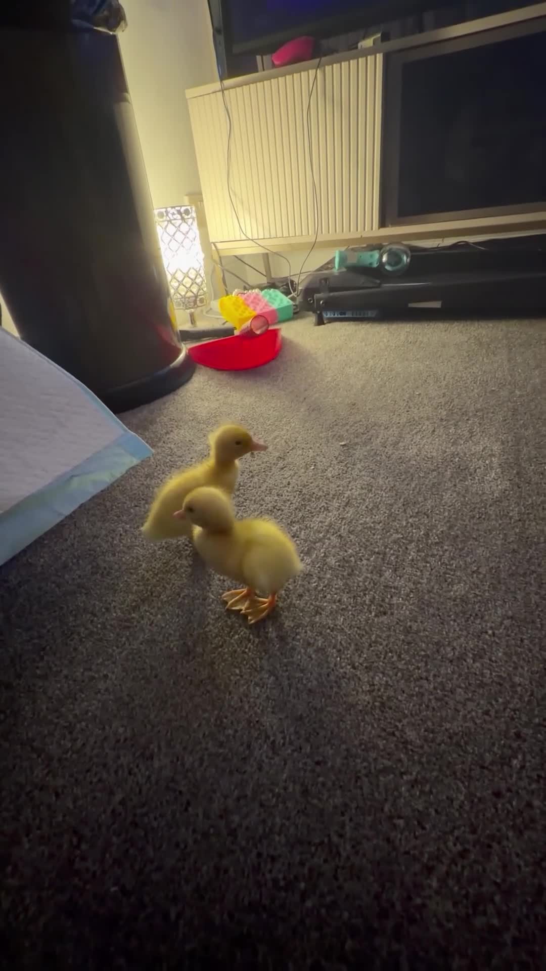 Mixed Breed birds for sale: Braddock white babies in Romford - Video 1