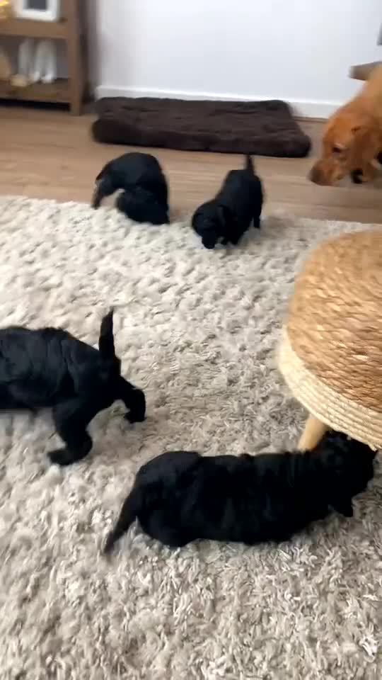 Cockapoo dogs for sale: 🐶ADORABLE F1B COCKAPOOS🐶  - Video 1