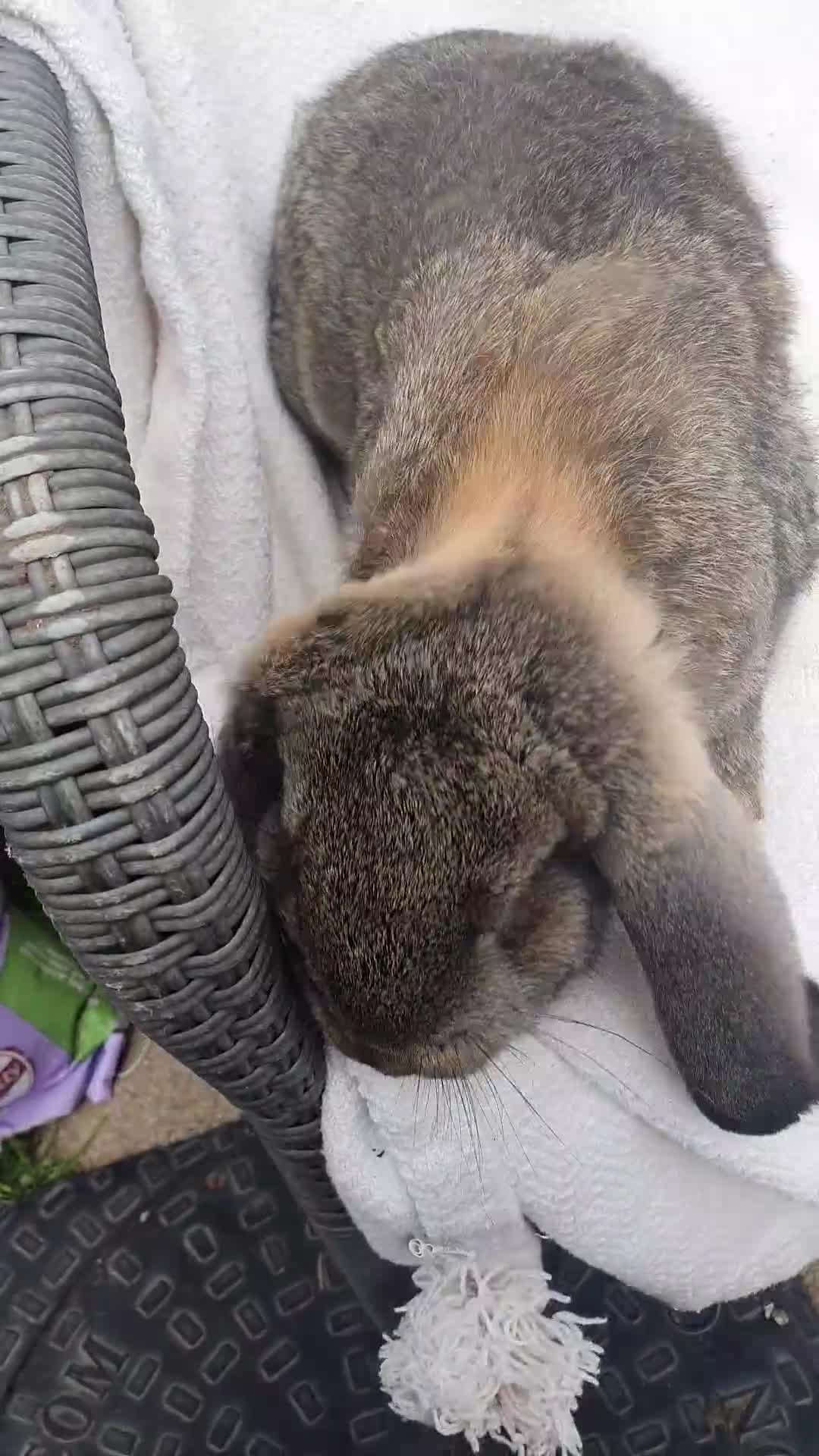 French Lop rabbits for sale: Vaccinated Giant French Lops - Video 1