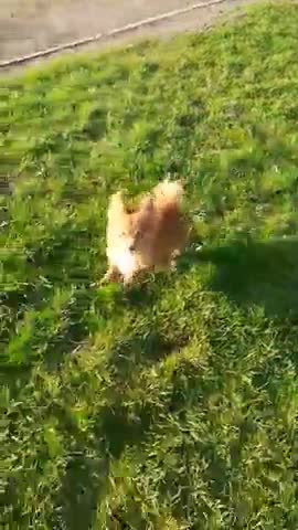 Pomeranian dogs for sale: Pomeranian  in Tipton - Video 1