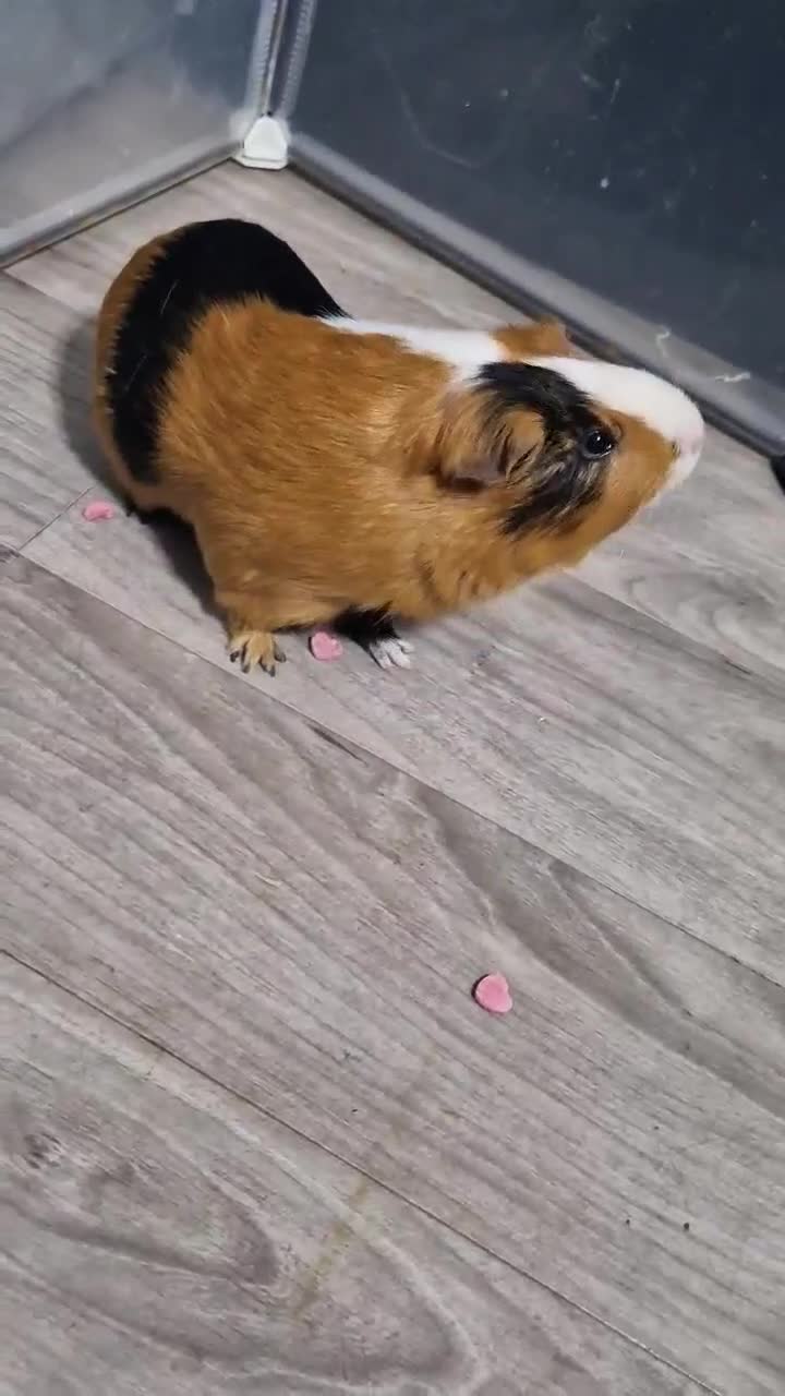 Guinea Pig rodents for sale: male Guinea pig - Video 1