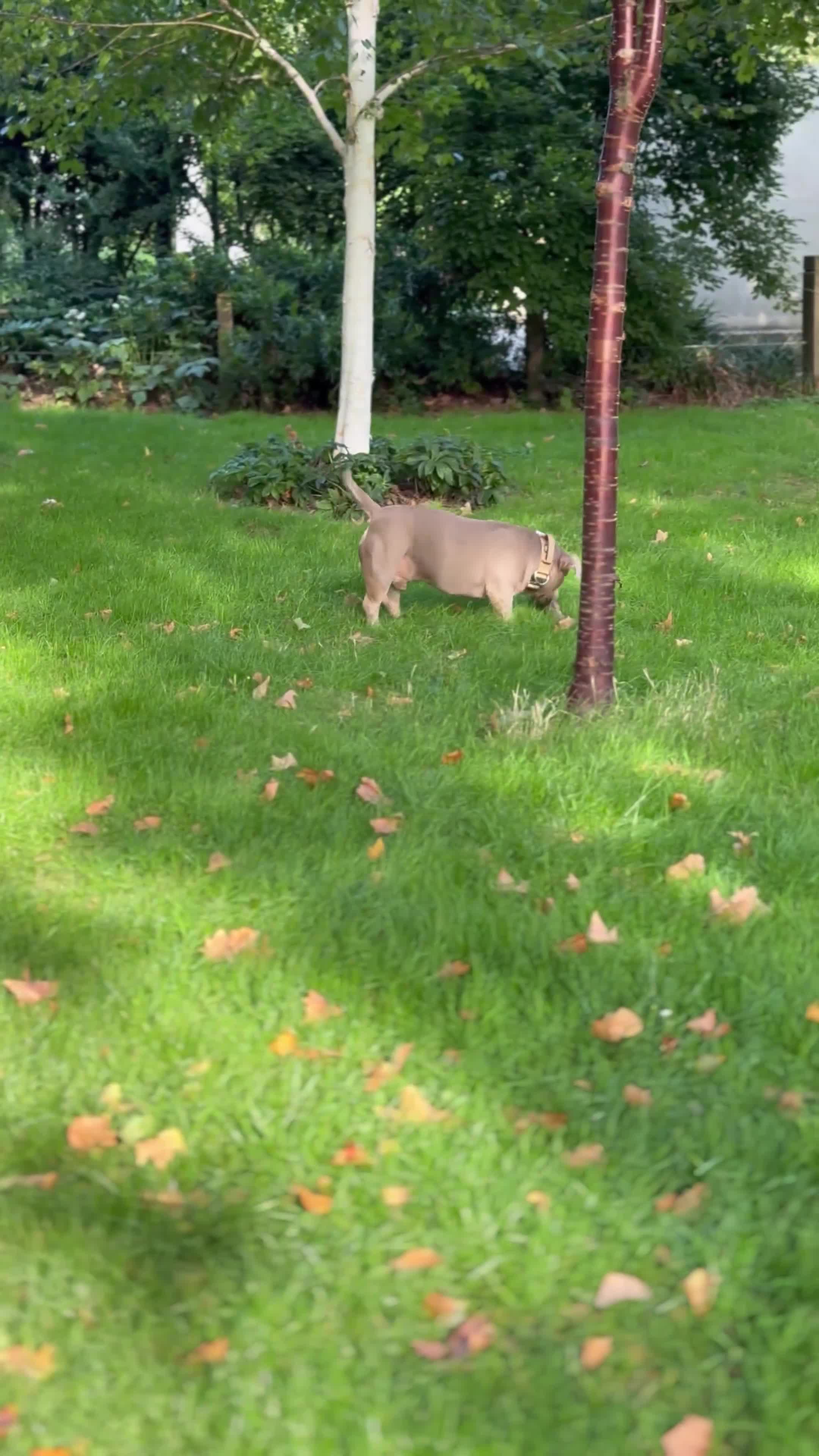 American Bully dogs for sale: Pocket Bully - Video 3