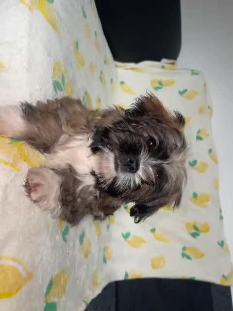Shih Tzu dogs for sale: Lovely golden boy shih tzu for sale - Video 1