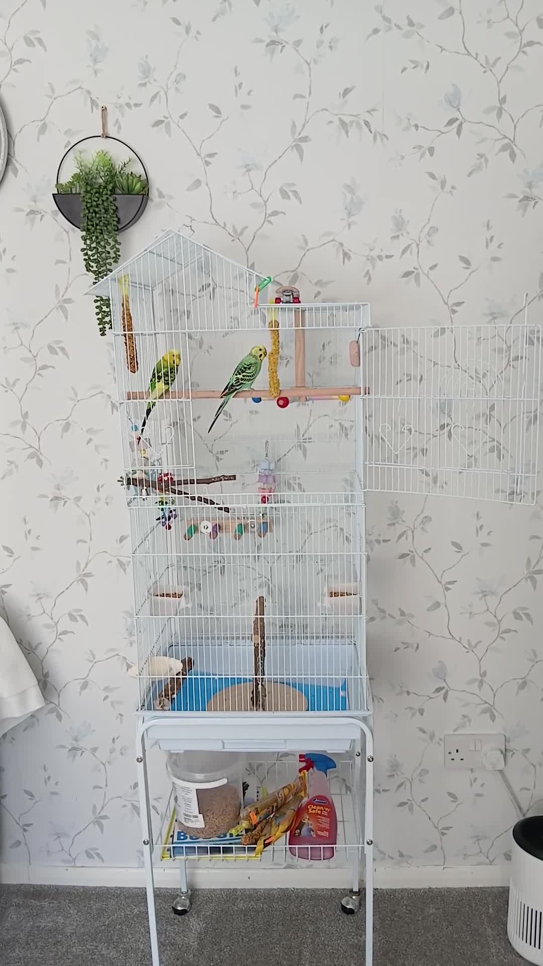 Budgerigars birds for sale: 2 male budgies about 6 months old in Wareham - Video 1