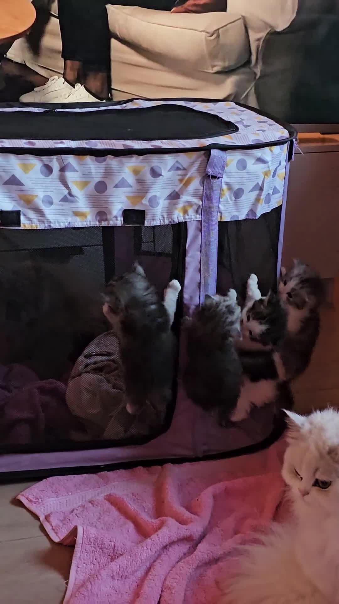 Mixed Breed cats for sale: Persian Chinchilla Cross Kittens - Video 2