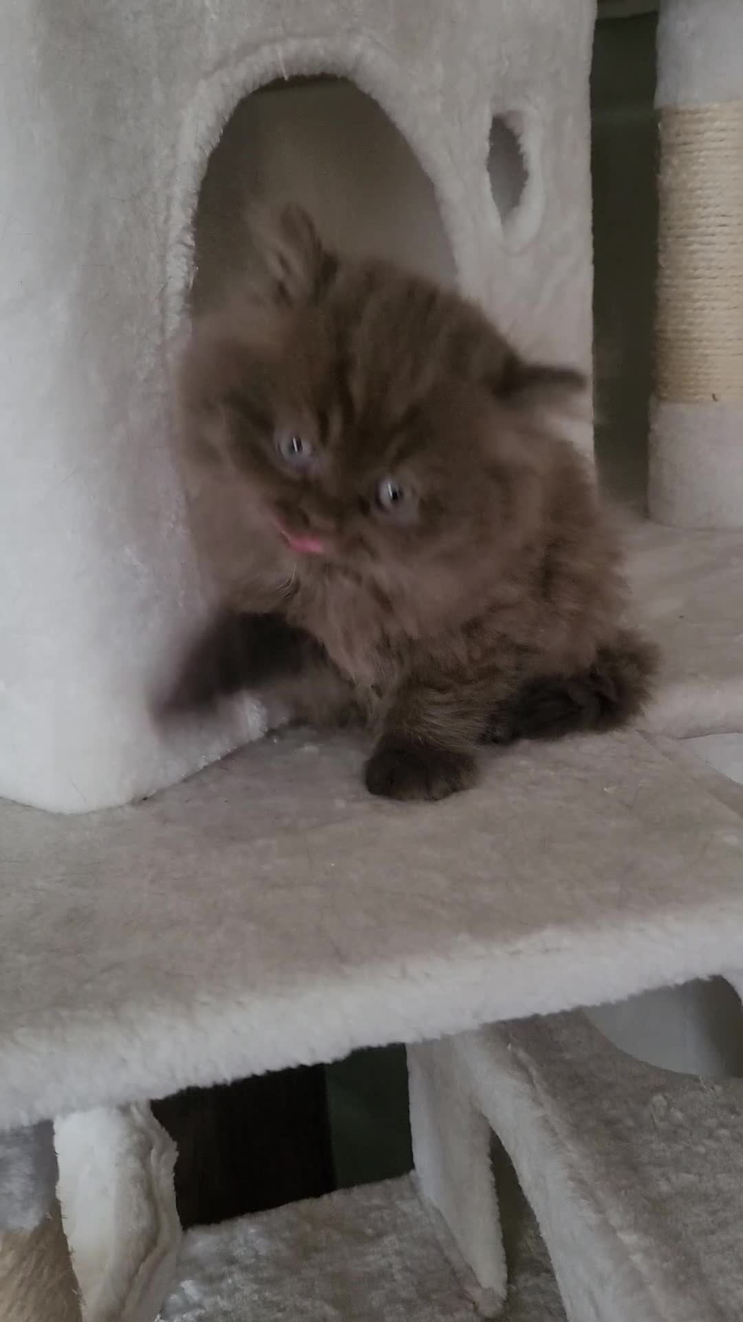 British Longhair cats for sale: Chocolate British longhair  - Video 1