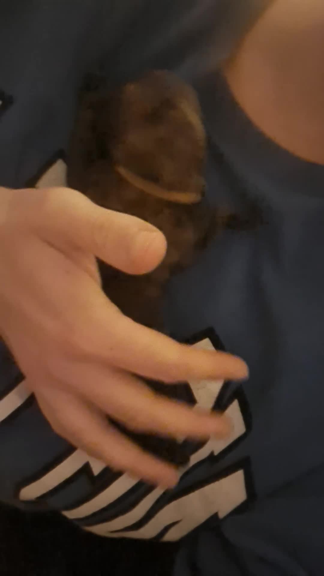 Mixed Breed dogs for sale: 5 whippador puppies for sale - Video 1