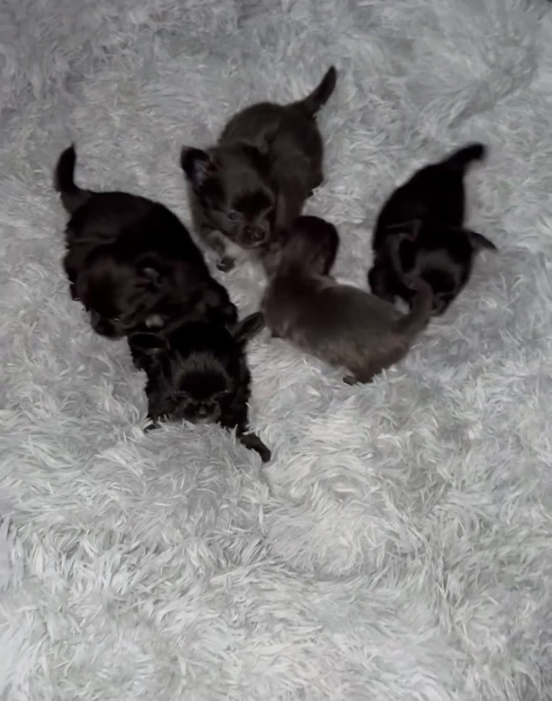 Chihuahua dogs for sale: Long coat Chihuahua puppies - Video 1