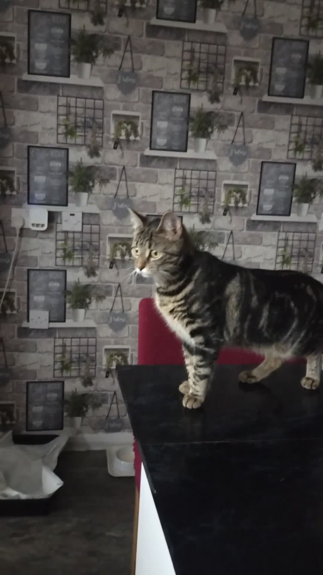 Bengal cats for sale: Zeus Jr and Kathleen  - Video 2