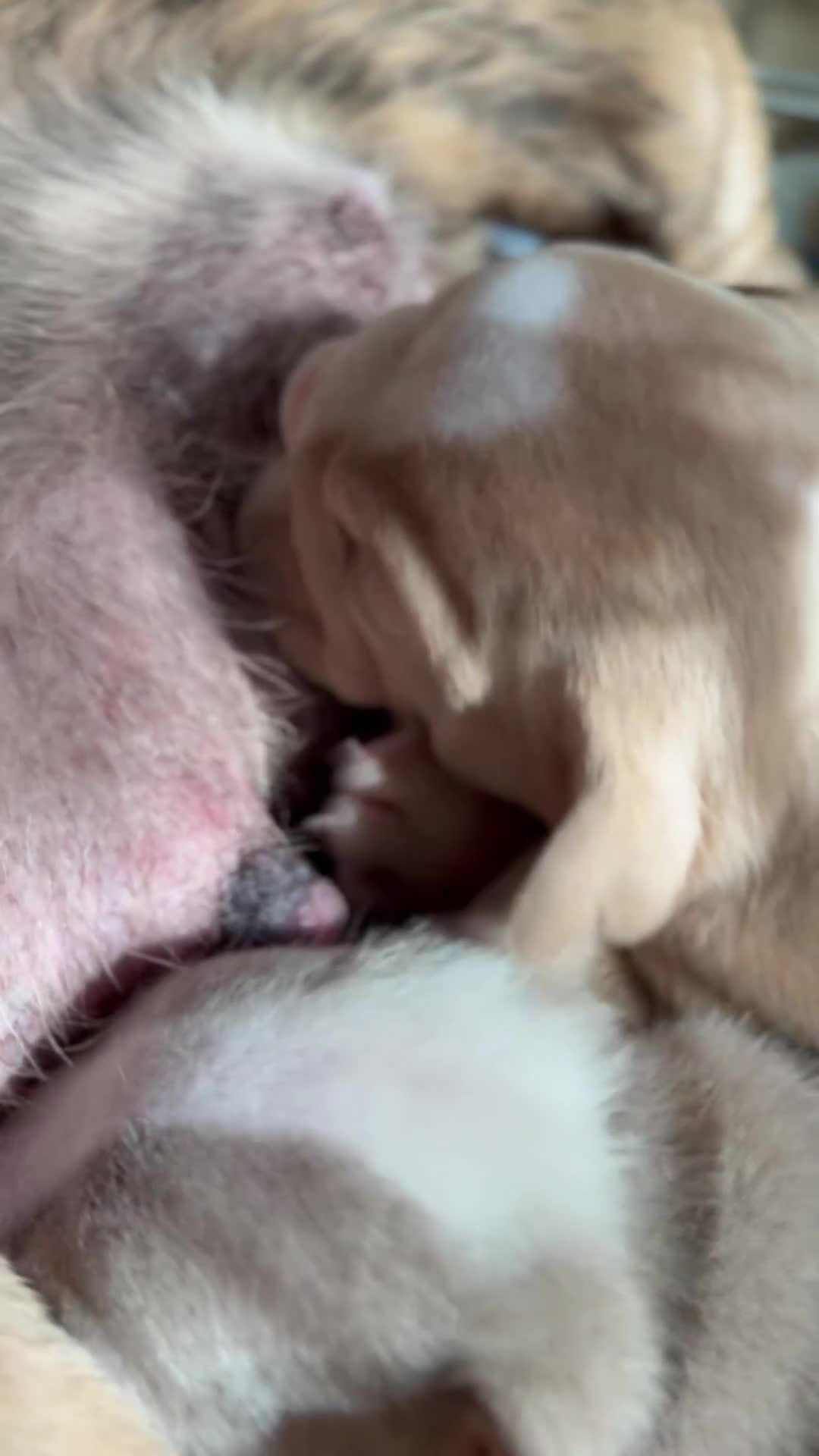 English Bulldog dogs for sale: English bulldogs pup - Video 1