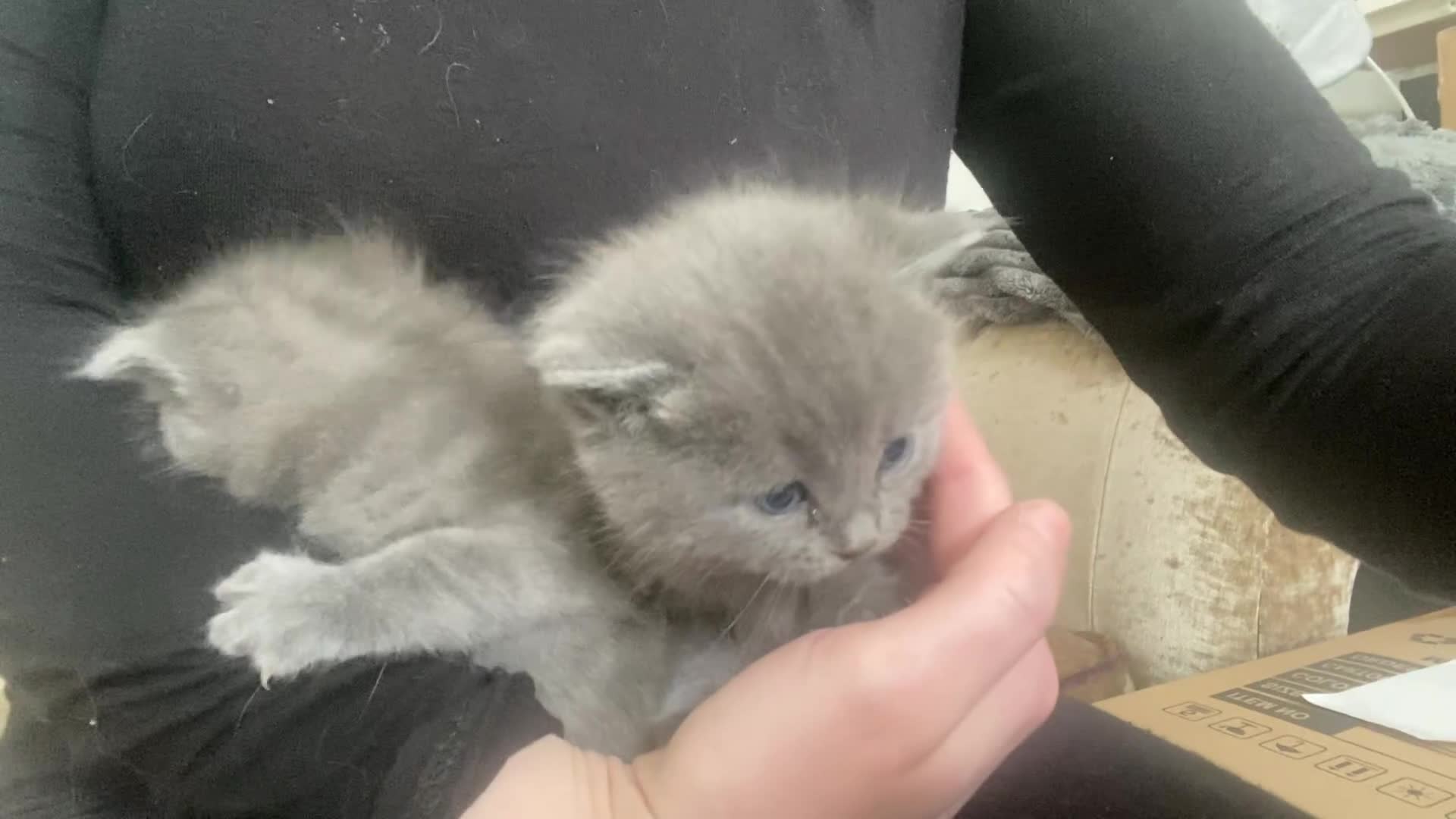 British Shorthair cats for sale: British shorthair  - Video 3