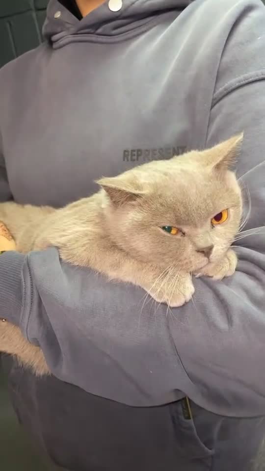 British Longhair cats for sale: Nardo - Video 1