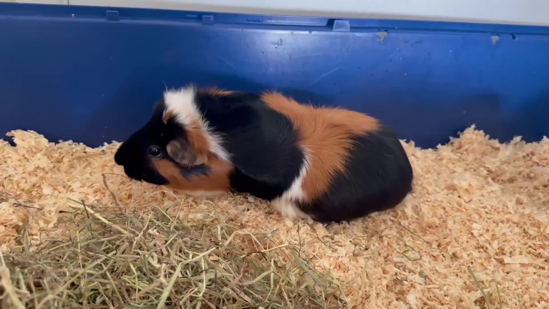 Guinea Pig rodents for sale: Two bonded female guinea pigs with cage - Video 1