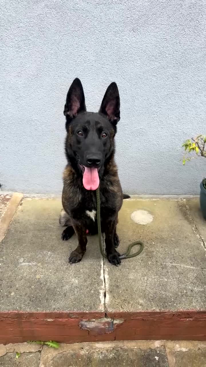 Belgian Shepherd Dog dogs for sale: 15 Month Male Dutch Shepherd - Video 2