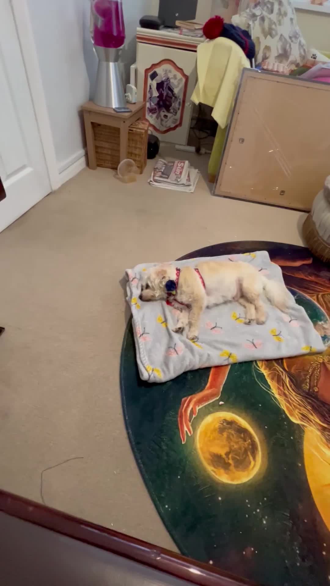 Mixed Breed cats for sale: Filippa’s purr-fect feisty four ❤️❤️❤️❤️ - Video 4