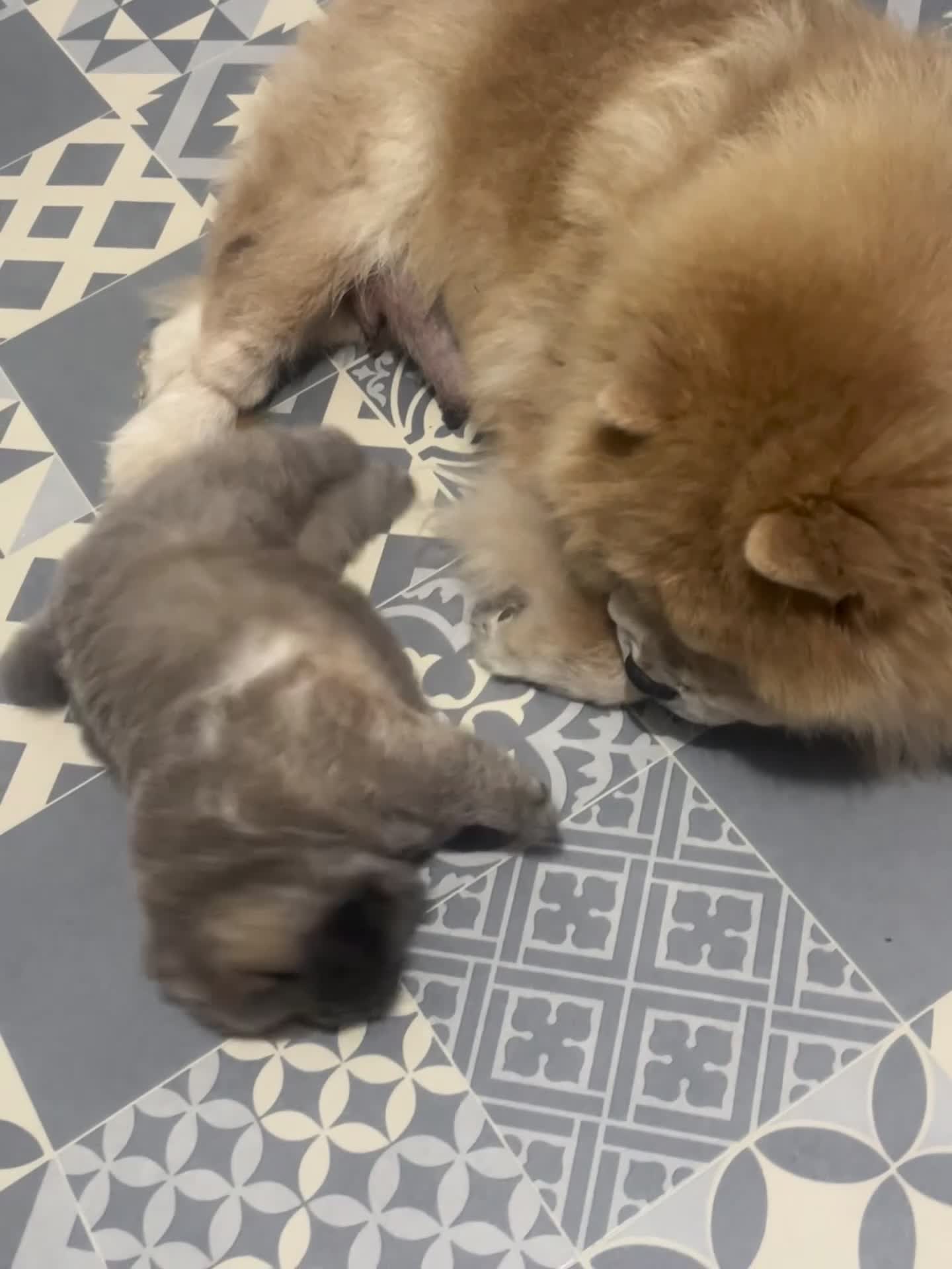 Chow Chow dogs for sale: Gorgeous Chow Chow pups for sale  - Video 1
