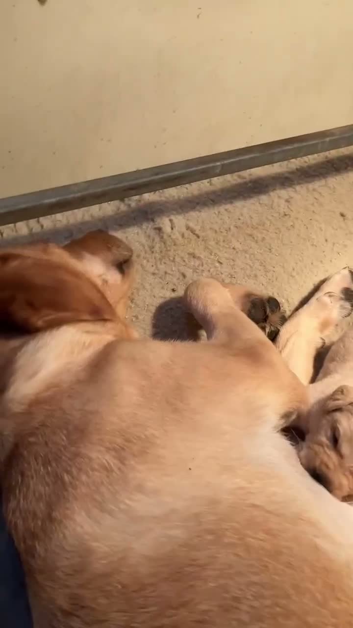 Labrador Retriever dogs for sale: Stunning Yellow Labrador Dog Puppies - Video 1