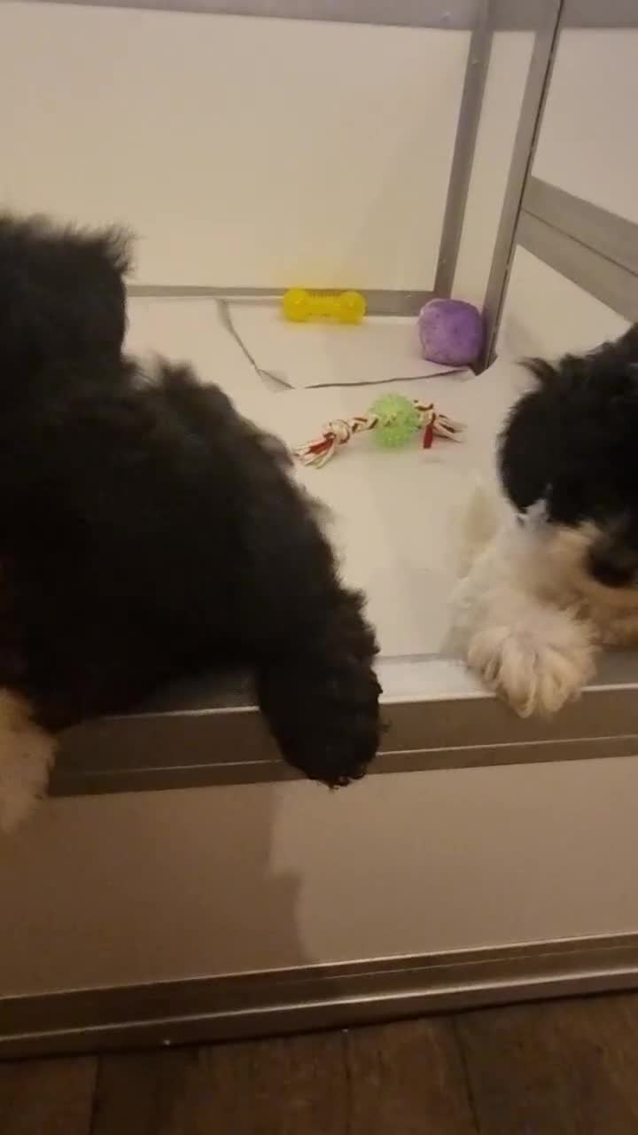 Cockapoo dogs for sale: Best Friend Sofa Companions 🥰 Fully vaccinated  - Video 5