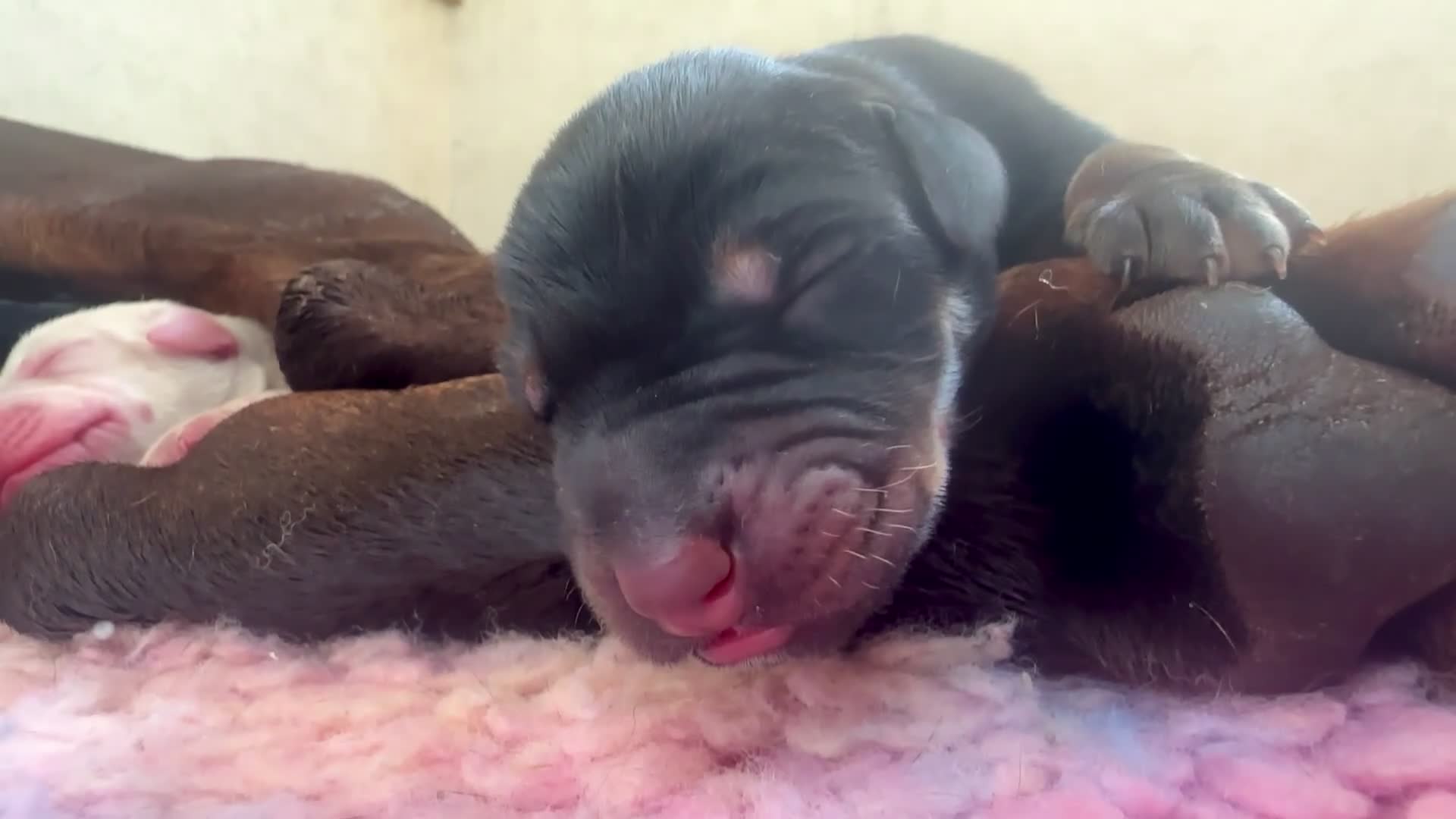 Dobermann dogs for sale: KC registered health tested Dobermann puppies  - Video 1