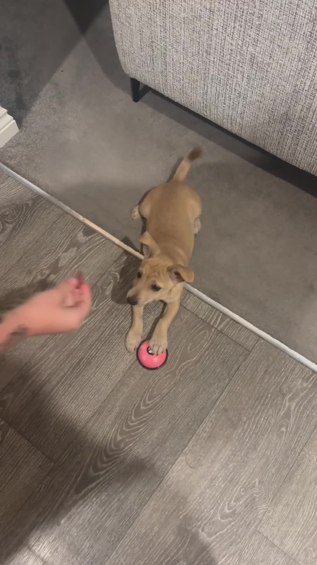 Mixed Breed dogs for sale: Patient loving dog looking for her forever home ❤️ - Video 1