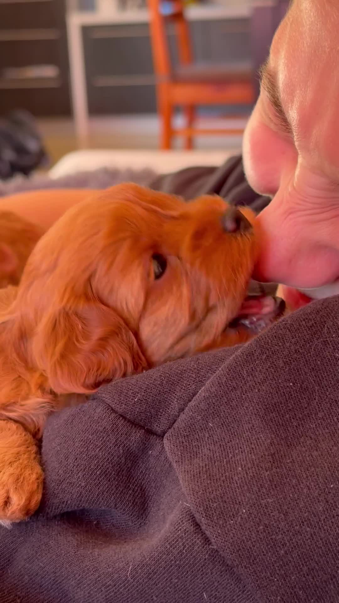 Cavapoo dogs for sale: Premium F1B Toy Red Cavapoo - 2 LEFT - Video 1
