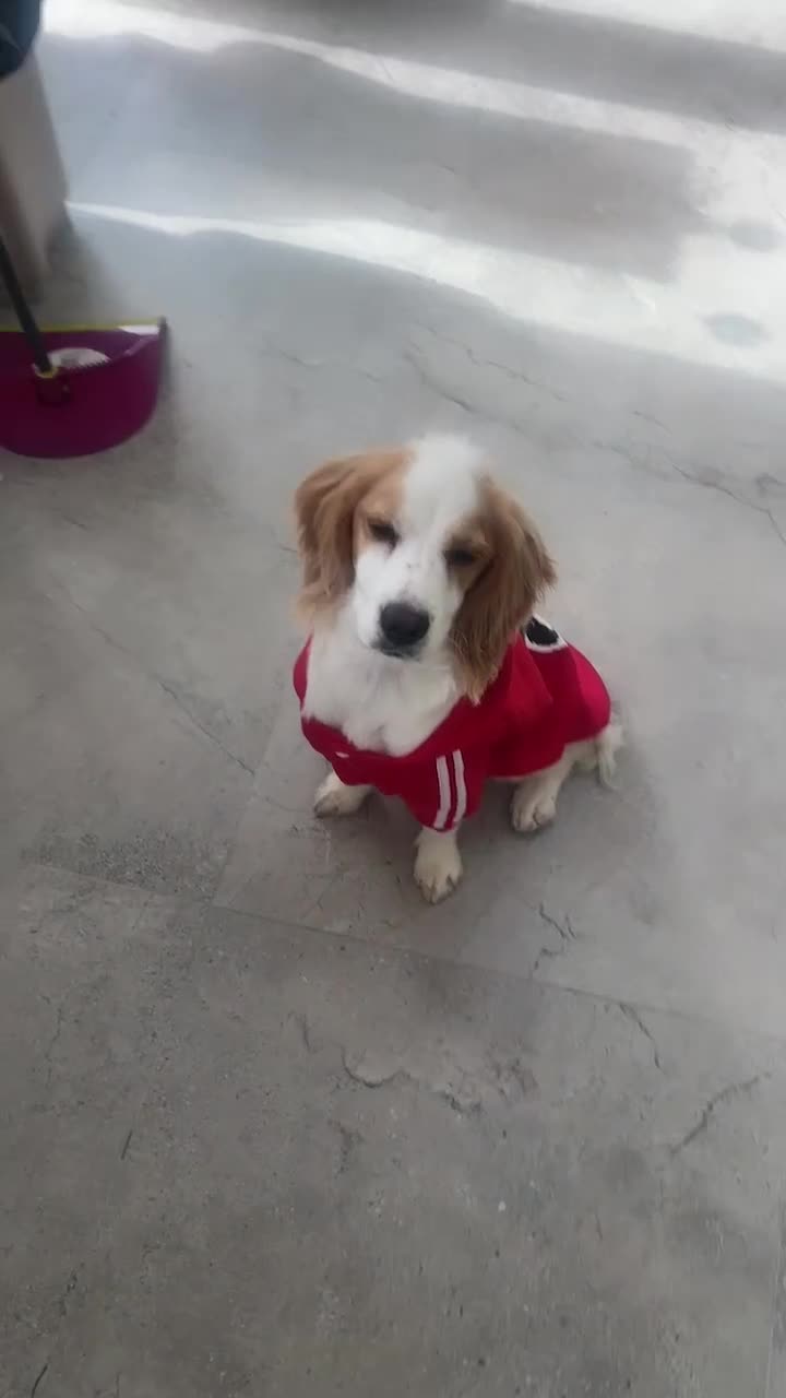 Cocker Spaniel dogs for sale: female - Video 2