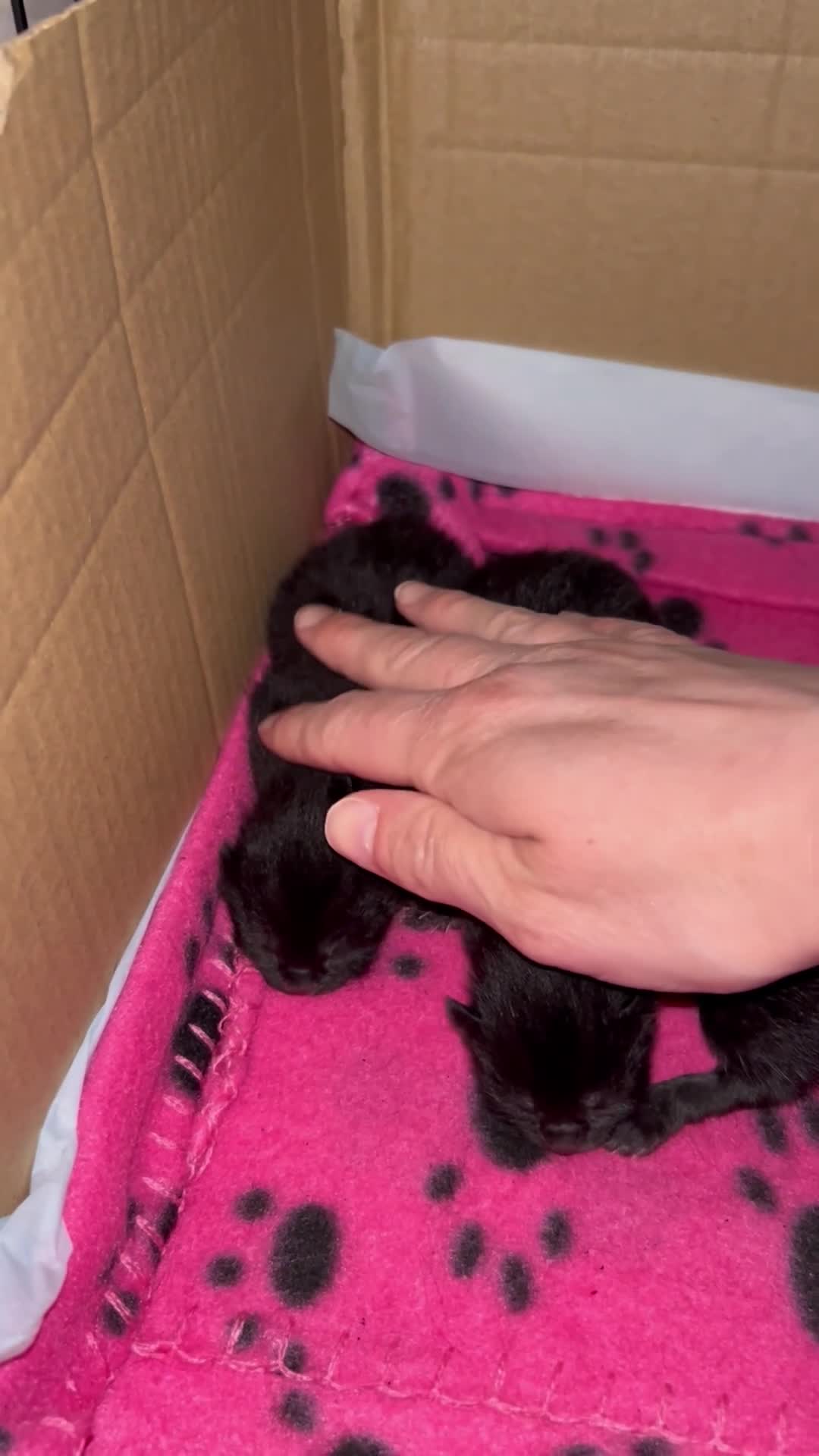 Mixed Breed cats for sale: 🐈‍⬛Four beautiful ghost tabby’s for sale! 🐈‍⬛ - Video 1