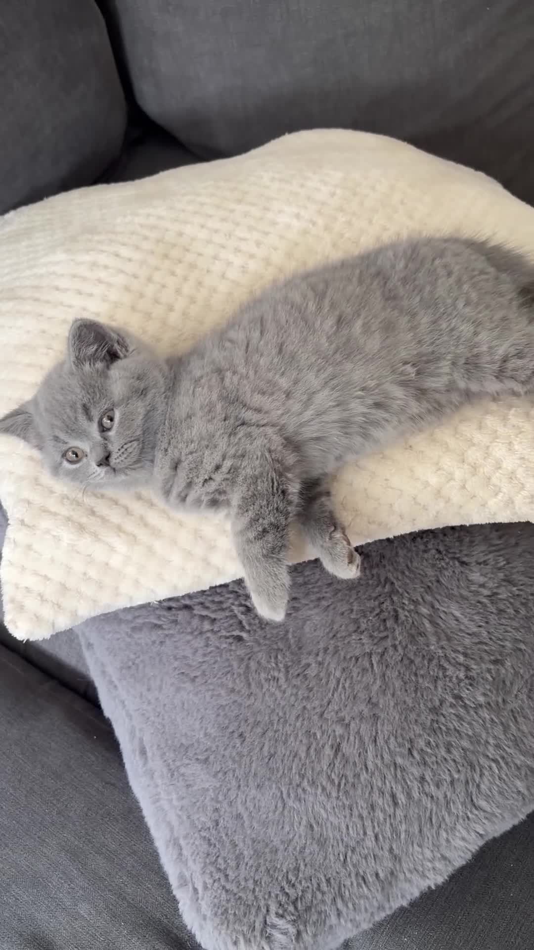 British Shorthair cats for sale: 5 beautiful British shorthair Kittens for sale  - Video 2