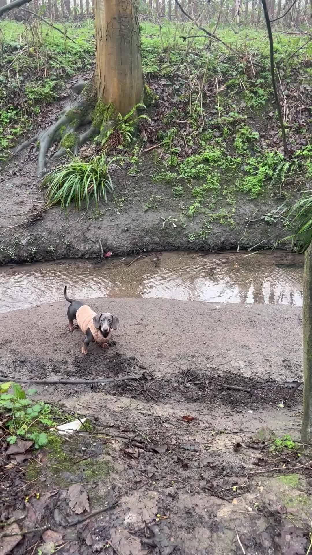 Dachshund dogs for sale: Blue and Tan Dachshund Boy Otis - Video 1