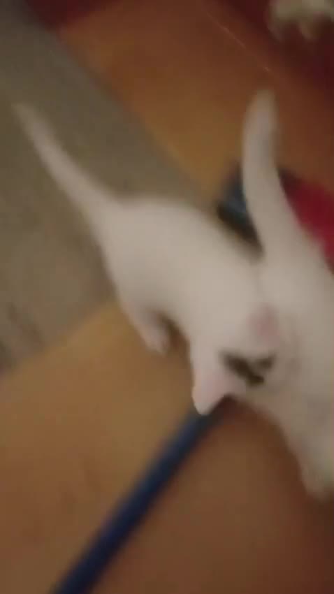 Turkish Angora cats for sale: Kitten 😺  - Video 1