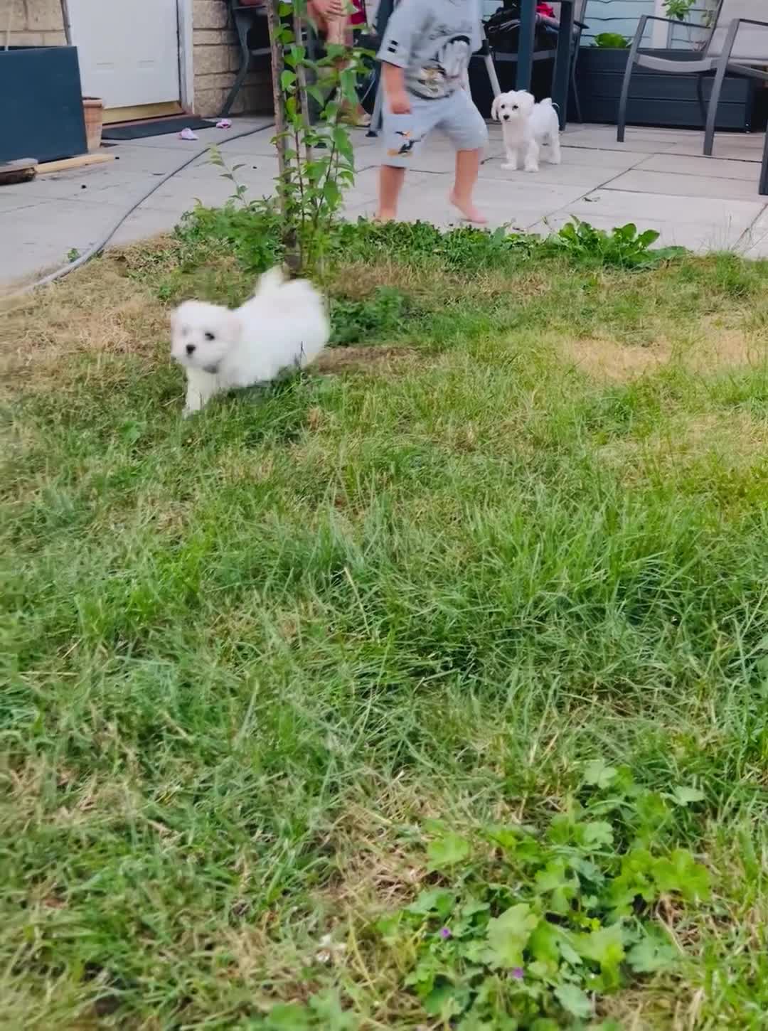 Maltese dogs for sale: 1 BOY RESERVED Maltese Boys. Ready for collection  - Video 1
